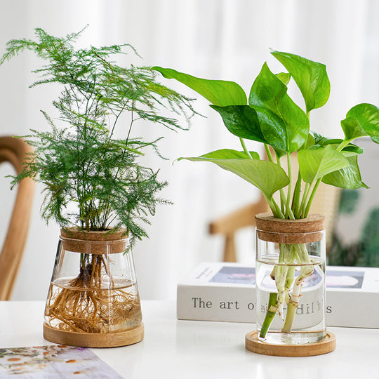 Transparent Glass Hydroponic Vase – Minimalist Plant Holder for Home & Office Decor
