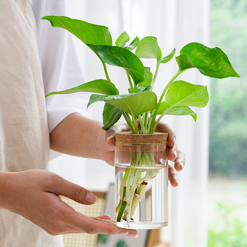 Transparent Glass Hydroponic Vase – Minimalist Plant Holder for Home & Office Decor
