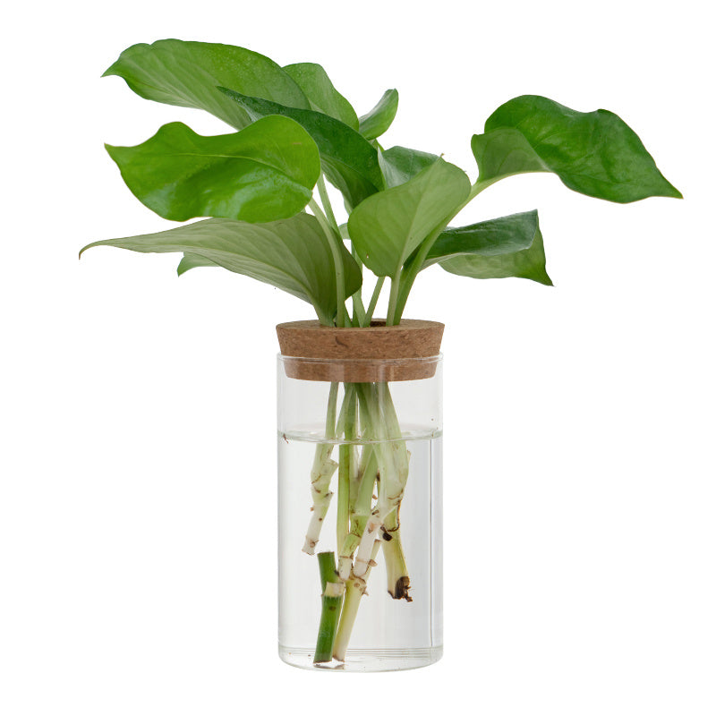 Transparent Glass Hydroponic Vase – Minimalist Plant Holder for Home & Office Decor