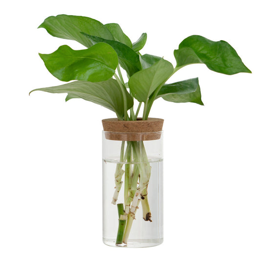 Transparent Glass Hydroponic Vase – Minimalist Plant Holder for Home & Office Decor