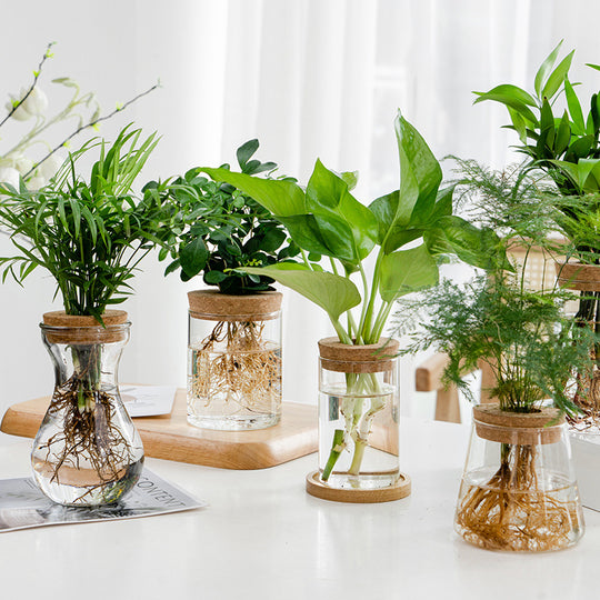 Transparent Glass Hydroponic Vase – Minimalist Plant Holder for Home & Office Decor
